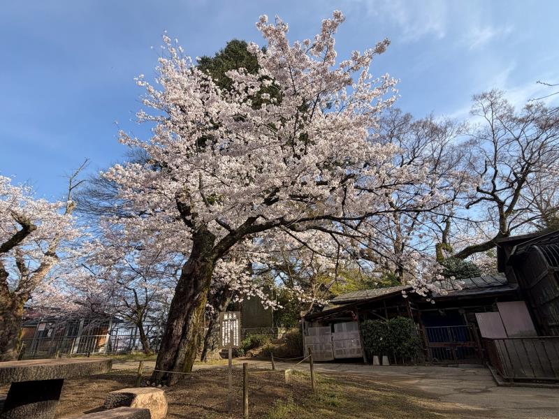 標本木